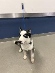 Shelter Stray Male Dog last seen Near BLOCK SW 35TH ST, 3599 NW 79th Ave, Doral, FL 33122, USA