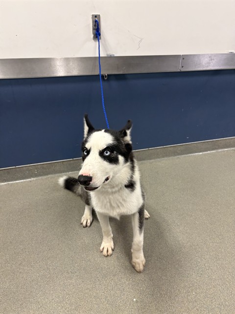 Shelter Stray Male Dog last seen Near BLOCK SW 35TH ST, 3599 NW 79th Ave, Doral, FL 33122, USA