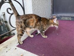 Reunited Unknown Cat last seen 3rd St E & Van Dyke, Saint Paul, MN 55119