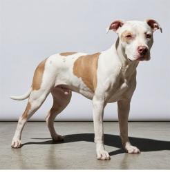 Shelter Stray Male Dog last seen Near BLOCK W 5TH, 2020 Forest St, Jacksonville, FL 32204, USA