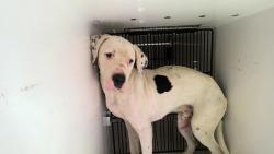 Shelter Stray Male Dog last seen Near BLOCK DOYCE LN, 4950 SW Triana Blvd, Huntsville, AL 35805, USA
