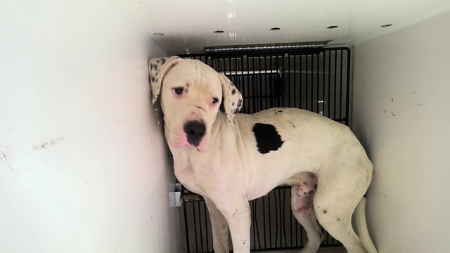 Shelter Stray Male Dog last seen Near BLOCK DOYCE LN, 4950 SW Triana Blvd, Huntsville, AL 35805, USA