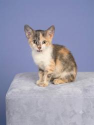 Shelter Stray Female Cat last seen Near BLOCK ALBERMARLE AVE, 2020 Forest St, Jacksonville, FL 32204, USA
