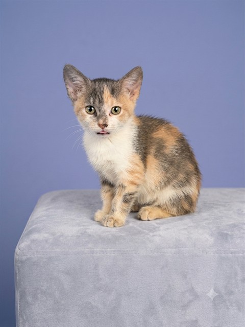 Shelter Stray Female Cat last seen Near BLOCK ALBERMARLE AVE, 2020 Forest St, Jacksonville, FL 32204, USA
