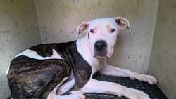 Shelter Stray Male Dog last seen Near BLOCK DOYCE LN, 4950 SW Triana Blvd, Huntsville, AL 35805, USA