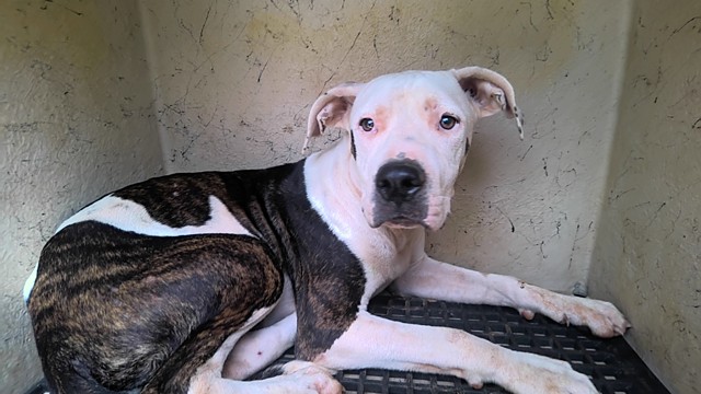 Shelter Stray Male Dog last seen Near BLOCK DOYCE LN, 4950 SW Triana Blvd, Huntsville, AL 35805, USA