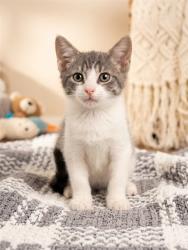 Shelter Stray Female Cat last seen Near BLOCK ALBERMARLE AVE, 2020 Forest St, Jacksonville, FL 32204, USA