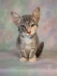 Shelter Stray Female Cat last seen Near BLOCK ALBERMARLE AVE, 2020 Forest St, Jacksonville, FL 32204, USA