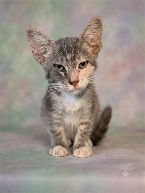 Shelter Stray Female Cat last seen Near BLOCK ALBERMARLE AVE, 2020 Forest St, Jacksonville, FL 32204, USA