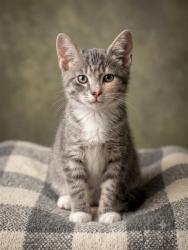 Shelter Stray Female Cat last seen Near BLOCK ALBERMARLE AVE, 2020 Forest St, Jacksonville, FL 32204, USA