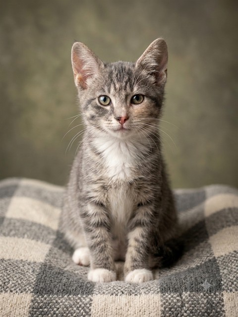 Shelter Stray Female Cat last seen Near BLOCK ALBERMARLE AVE, 2020 Forest St, Jacksonville, FL 32204, USA