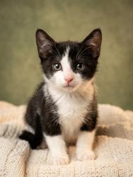 Shelter Stray Female Cat last seen Near BLOCK ALBERMARLE AVE, 2020 Forest St, Jacksonville, FL 32204, USA