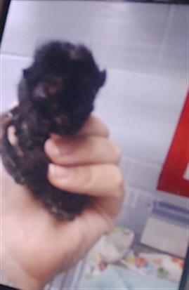 Shelter Stray Female Dog last seen CHARLOTTE, 8315 Byrum Dr, Charlotte, NC 28217, USA