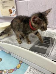 Shelter Stray Female Cat last seen UNKOWN, 2020 Forest St, Jacksonville, FL 32204, USA