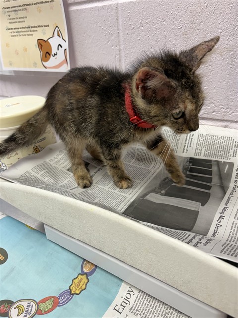 Shelter Stray Female Cat last seen UNKOWN, 2020 Forest St, Jacksonville, FL 32204, USA