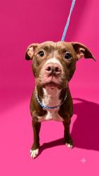 Shelter Stray Female Dog last seen W 5TH ST, 2020 Forest St, Jacksonville, FL 32204, USA
