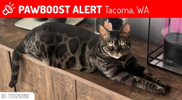 Lost Female Cat last seen 19th and Bridgeport university place wa, Tacoma, WA 98466