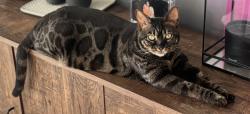 Lost Female Cat last seen 19th and Bridgeport university place wa, Tacoma, WA 98466