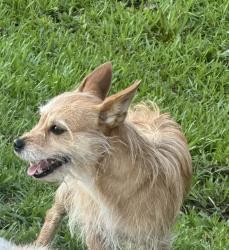 Reunited Male Dog last seen Southerland and Fire Department Roads, Clayton, NC, Johnston County, NC 27593