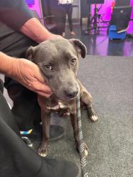 Shelter Stray Male Dog last seen Near BLK SWEET RIVER DR, BAKERSFIELD, CA, 201 S Mt Vernon Ave, Bakersfield, CA 93307, USA
