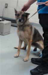 Shelter Stray Male Dog last seen Near BLOCK TENNIS DR, STEDMAN NC 28391, 4704 Corporation Dr, Fayetteville, NC 28306, USA