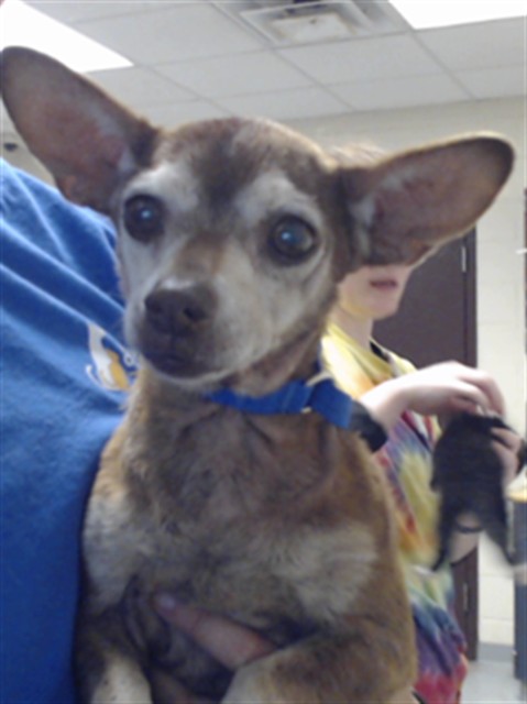 Shelter Stray Female Dog last seen Near BLOCK TENNIS DR, STEDMAN NC 28391, 4704 Corporation Dr, Fayetteville, NC 28306, USA