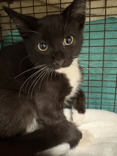 Shelter Stray Male Cat last seen , West Valley Animal Shelter, 20655 Plummer St, Chatsworth, CA 91311, USA