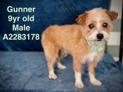 Shelter Stray Male Dog last seen , 14409 Vanowen St, Van Nuys, CA 91405, USA