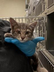 Shelter Stray Female Cat last seen Near BLOCK W KAMAS DR, TAYLORSVILLE UT 84129, 4522 W 3500 S, West Valley City, UT 84120, USA