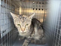 Shelter Stray Female Cat last seen Near BLOCK W 2400 S, WEST VALLEY CITY UT 84119, 4522 W 3500 S, West Valley City, UT 84120, USA
