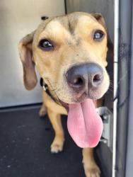 Shelter Stray Female Dog last seen IRA LEE, 4710 TX-151, San Antonio, TX 78227, USA