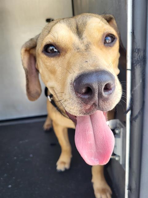 Shelter Stray Female Dog last seen IRA LEE, 4710 TX-151, San Antonio, TX 78227, USA