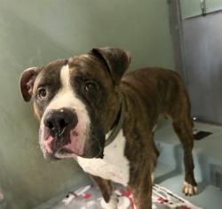 Shelter Stray Male Dog last seen SAND CANYON AVE/BURT RD, 92618, 6443 Oak Canyon, Irvine, CA 92618, USA