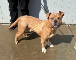 Shelter Stray Male Dog last seen Near BLOCK E. KENTUCKY ST, 3528 Newburg Rd, Louisville, KY 40218, USA