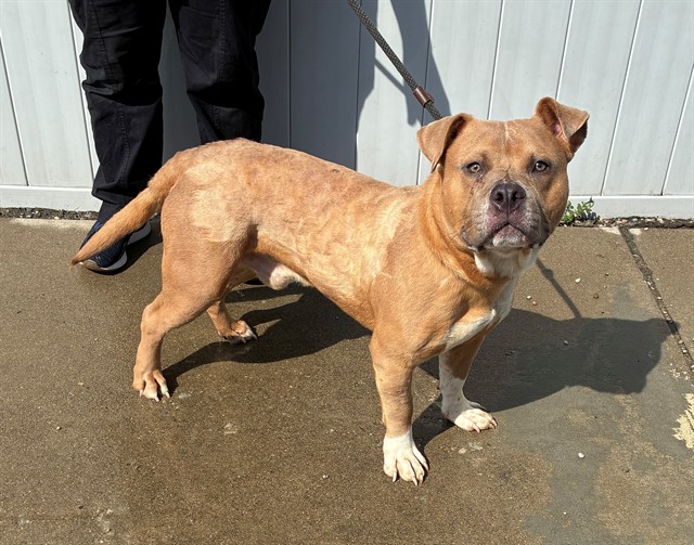 Shelter Stray Male Dog last seen Near BLOCK E. KENTUCKY ST, 3528 Newburg Rd, Louisville, KY 40218, USA