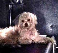 Shelter Stray Male Dog last seen , 1850 W 60th St, Los Angeles, CA 90047, USA