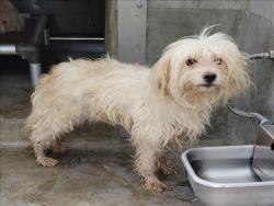Shelter Stray Male Dog last seen , 1850 W 60th St, Los Angeles, CA 90047, USA