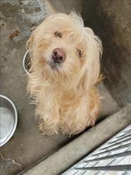 Shelter Stray Male Dog last seen , 1850 W 60th St, Los Angeles, CA 90047, USA