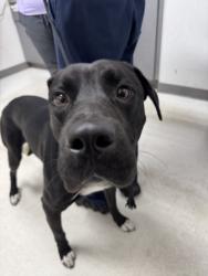 Shelter Stray Male Dog last seen , 11361 W Pico Blvd, Los Angeles, CA 90064, USA