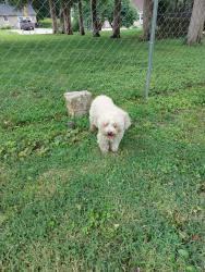 Reunited Female Dog last seen 27th and Crysler, Independence, MO 64052
