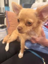 Found/Stray Male Dog last seen Southern Blvd. & Belvoir Ave., Dayton, OH 45409