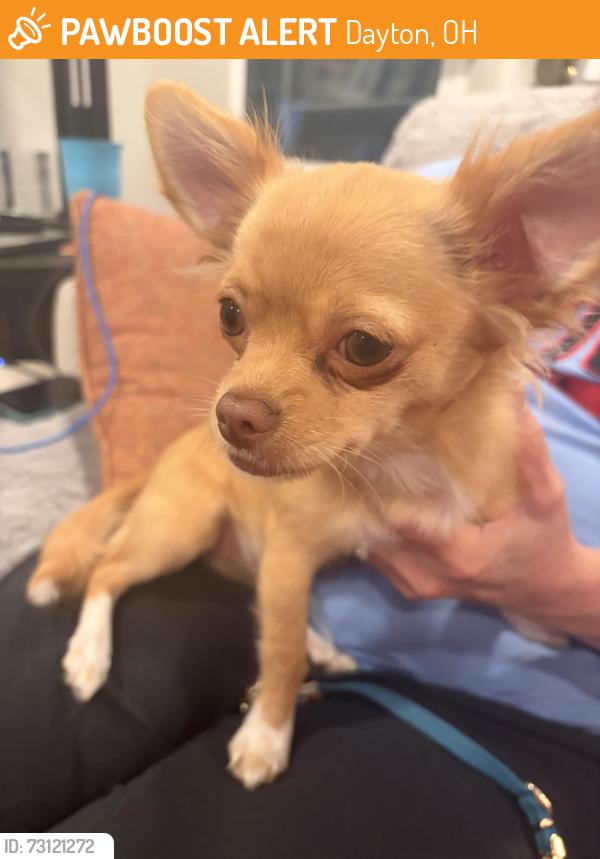 Found/Stray Male Dog last seen Southern Blvd. & Belvoir Ave., Dayton, OH 45409