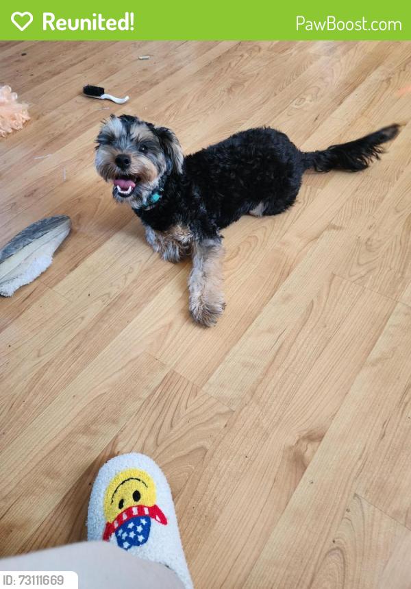 Reunited Male Dog last seen Sibley and Calumet, Hammond, IN 46320