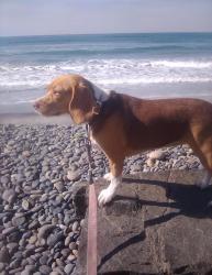 Reunited Female Dog last seen Division Street/Grant St, Oceanside, CA 92054