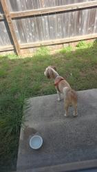 Reunited Male Dog last seen W County Line Rd and Pahmeyer Rd, New Braunfels, TX 78130