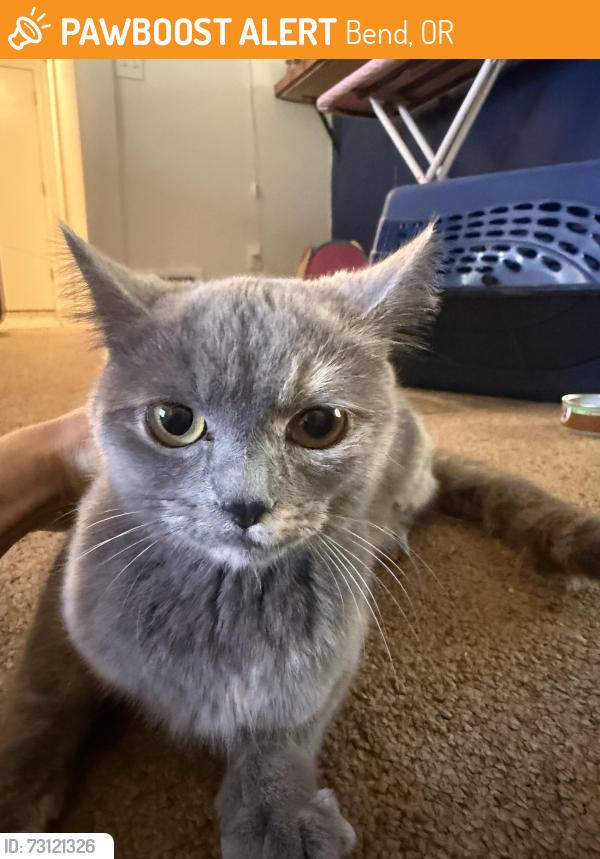 Found/Stray Female Cat last seen Snow goose and tholstrup, Bend, OR 97707
