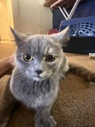 Found/Stray Female Cat last seen Snow goose and tholstrup, Bend, OR 97707