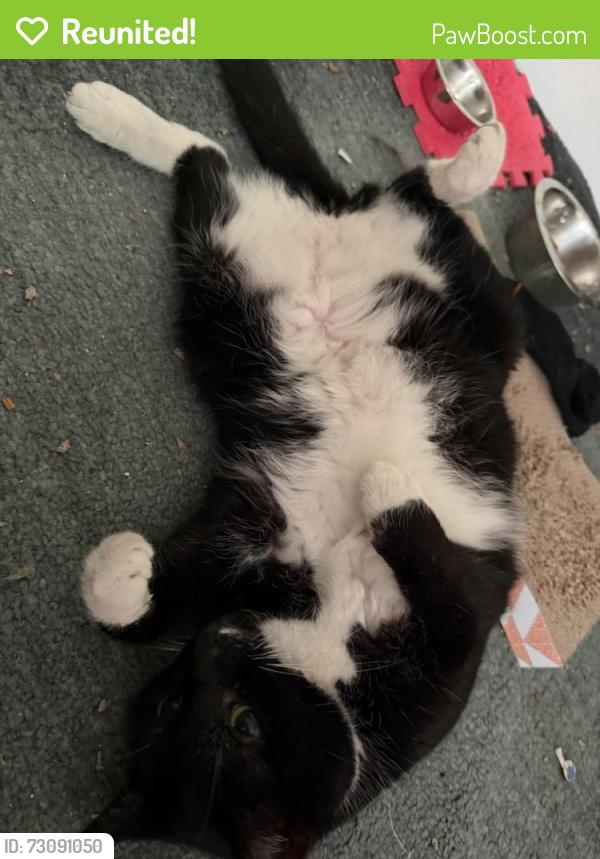 Reunited Female Cat last seen 58th and Ellen, Cleveland, OH 44102
