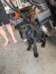 Reunited Male Dog last seen Douglas Orchard Elementary, West Valley City, UT 84128