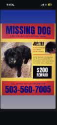 Lost Female Dog last seen Se Lyon st, Happy Valley, OR 97086